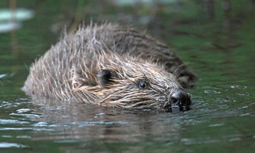 <span>Photograph: Roy Waller/Alamy</span>