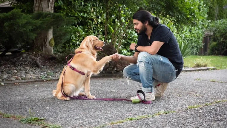 Picture Credit: Israel Ruiz - Rafa, golden retriever shaking paw with trainer Jo who is kneeling.