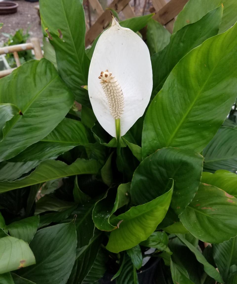 The peace lily is a popular indoor plant because of its glossy, deep green foliage and attractive white blooms.