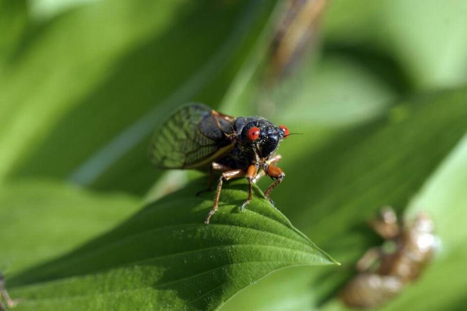 Unlike some cicadas which are annuals, periodical cicadas emerge only once every 17 years for a few weeks to mate and then burrow back into the ground.