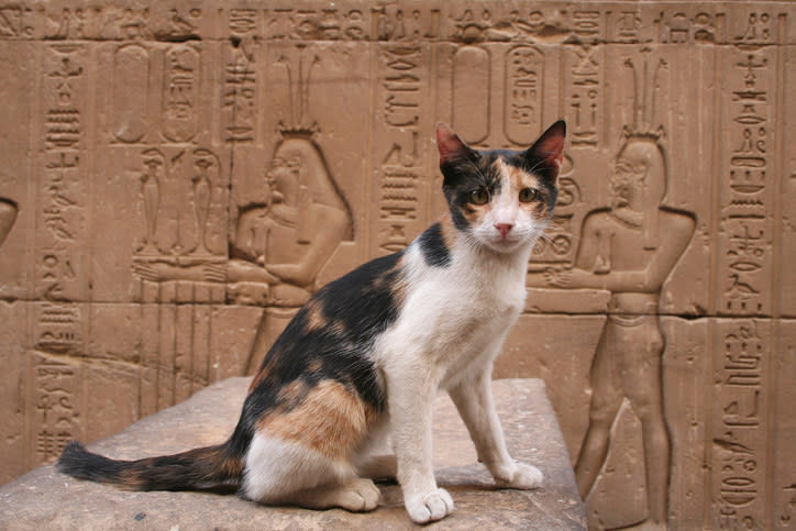 cat in front of wall of hieroglyphics