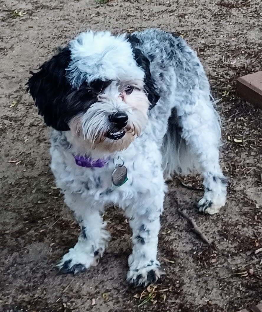 Second Chance Small Dog Rescue in Elkhart has Teddy, 11 months, available for adoption.