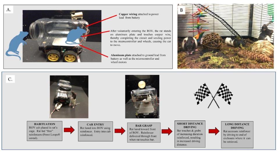 實驗裝置與流程：A. 老鼠車車。B. 有一組的老鼠生活在比較爽的環境，另一組是放在標準的實驗室籠子裡（沒有照片）。C. 實驗流程：老鼠要爬進車子裡、開始駕駛、邁向終點。（圖片來源／Behavioural Brain Research） 