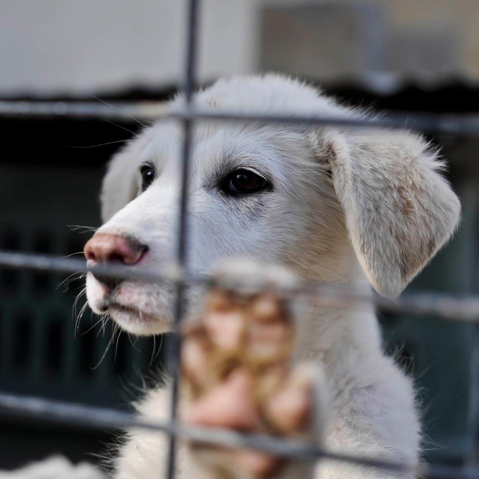 The emails relate to the evacuation of Nowzad’s staff and animals amid the fall of Kabul last summer (Ben Birchall/PA) (PA Archive)