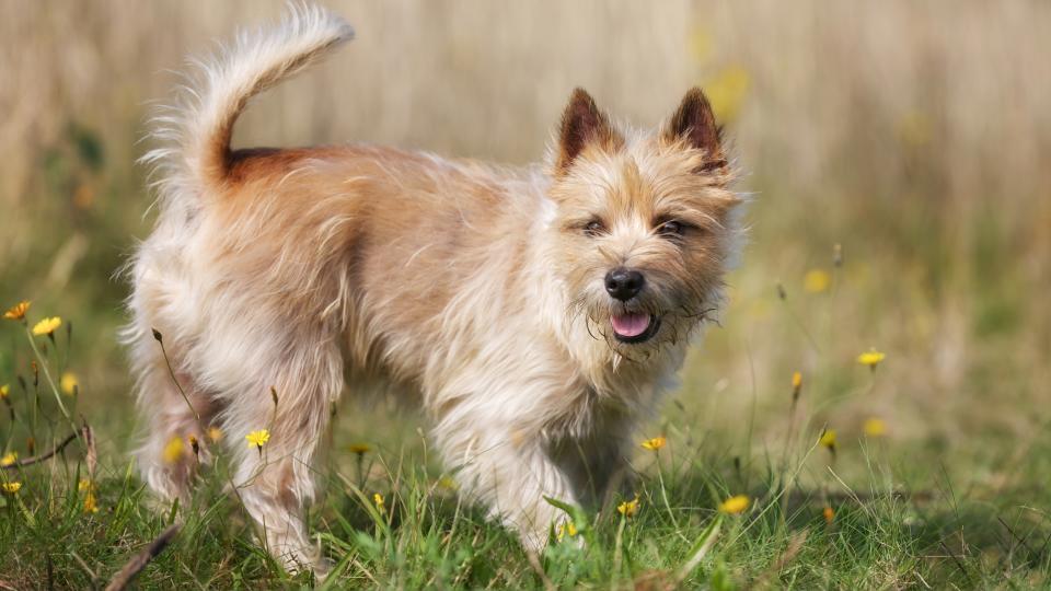 Cairn Terrier stood on the grass on a sunny day