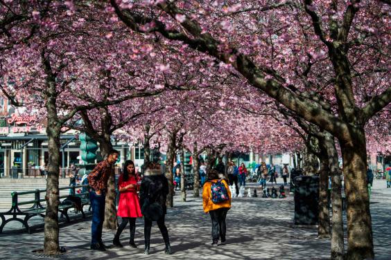 People visit the cherry blossoms trees at Kungstradgarden in Stockholm (AFP via Getty Images)