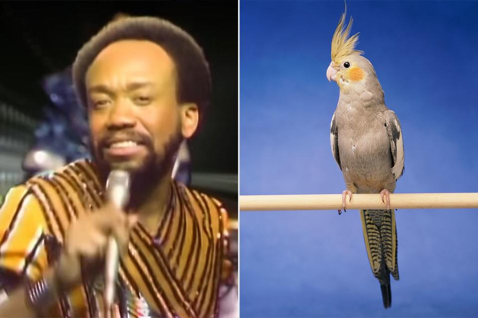 <p>Earth, Wind & Fire/YouTube; Getty</p> Maurice White of Earth, Wind & Fire; a stock image of bird