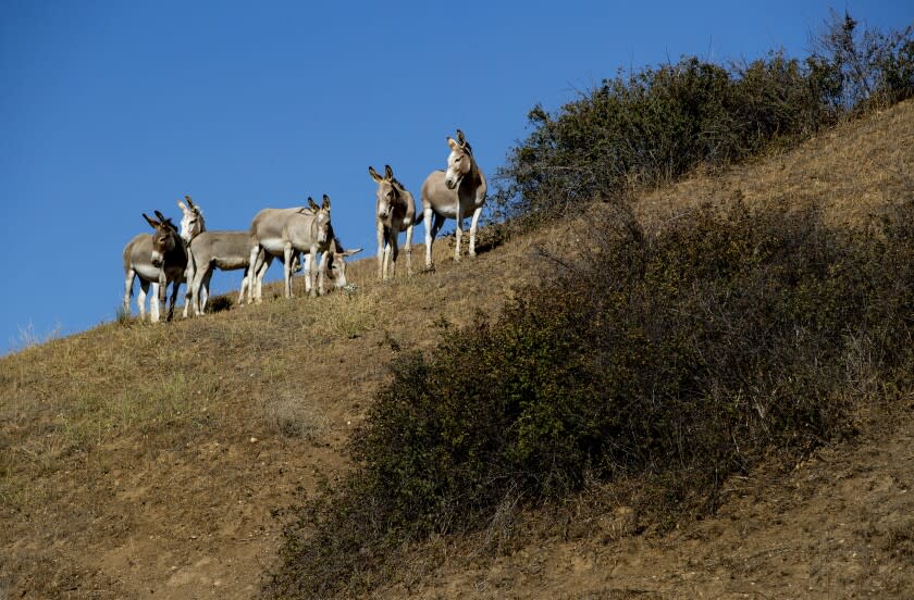 REDLANDS, CA - JULY 5, 2022: Wild burros graze along the hills above San Timoteo Canyon Road, a rural drive connecting Redlands to Moreno Valley, on July 5, 2022 in Redlands, California. (Gina Ferazzi / Los Angeles Times)
