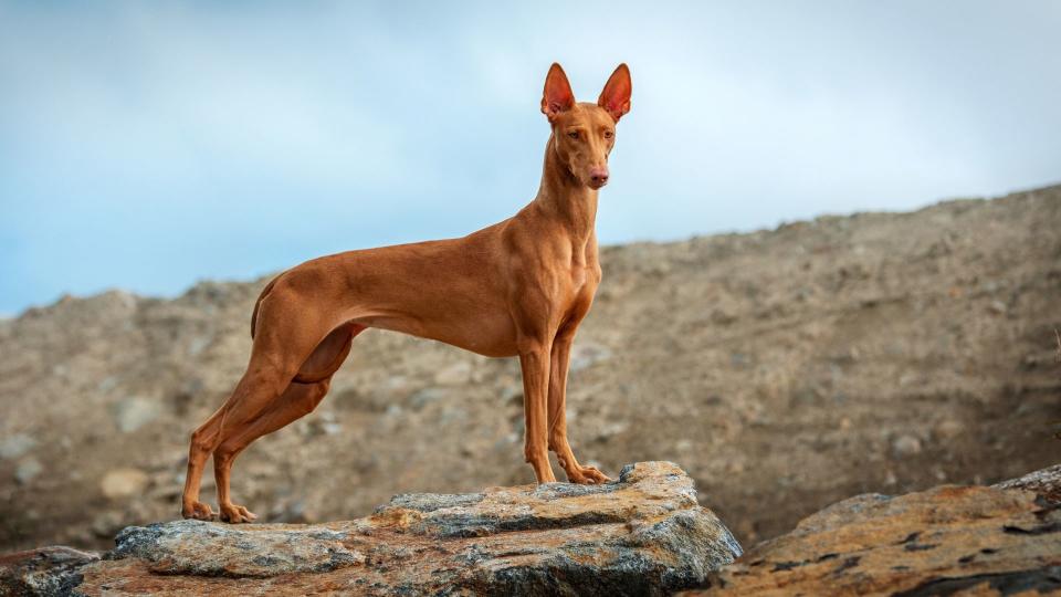 Pharaoh Hound