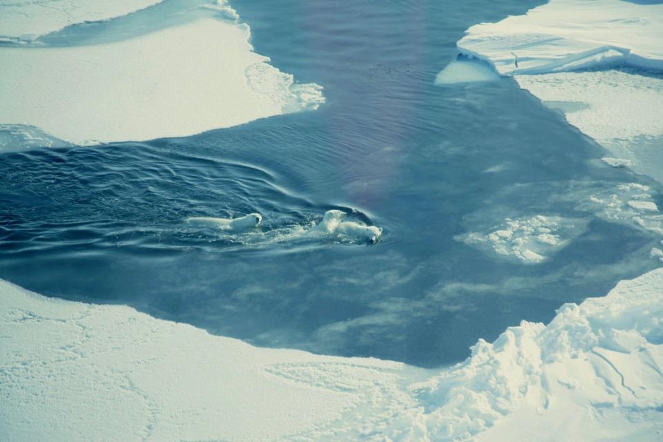 Three polar bears swimming in the pack ice. In this area polar bear tracks were seen throughout the study area of Narwhal study team.