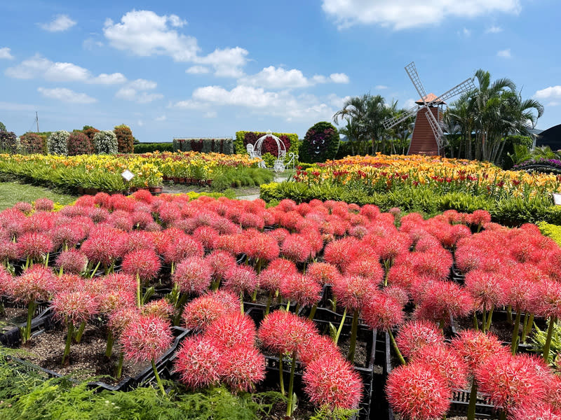 中社觀光花市火球花盛開  觀賞期至7月中旬 台中市后里區中社觀光花市火球花盛開，觀賞期可持 續至7月中旬，在藍天、白雲陪襯下，景色優美。 中央社記者趙麗妍攝  113年6月24日 