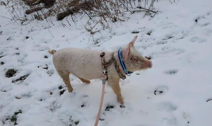 Myles on a winter's walk. (Photo: Delaware Valley Humane Society)