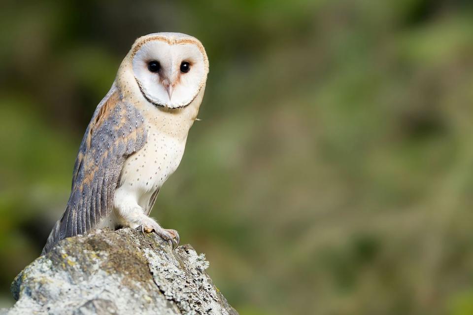 Barn owl sitting on a rock