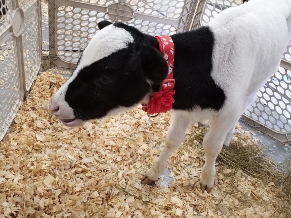 Annabelle, a calf, welcomed children to Wednesday's Family Night.