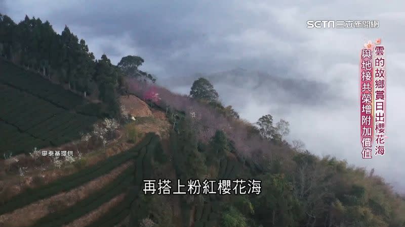 瀑布般的雲海再搭上粉紅櫻花海十分美麗。（圖／廖泰基提供）