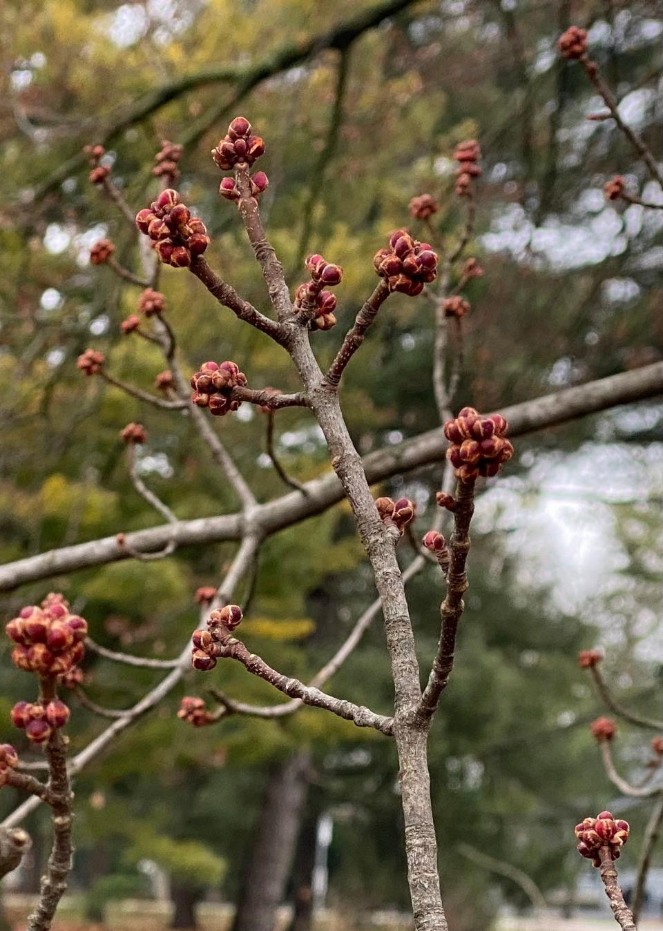 Buds on trees such as silver maples may be budding or could bud soon.