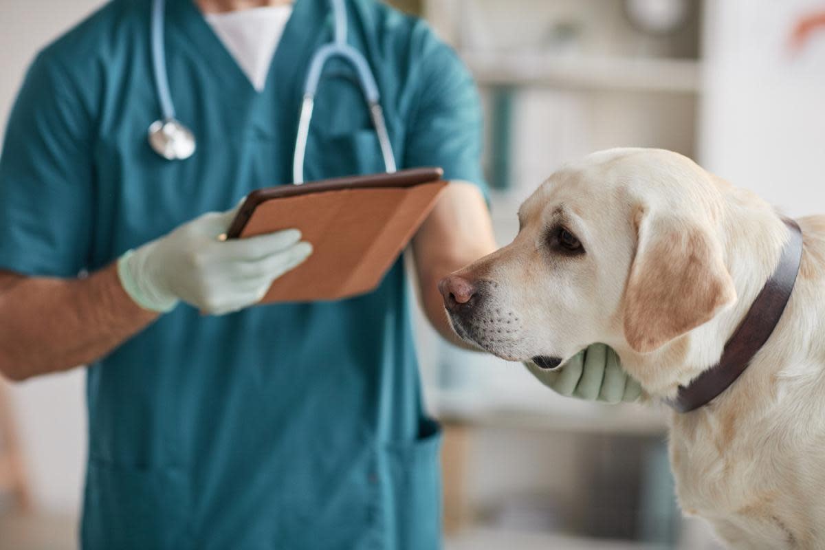 Vaccinations help dogs stay protected against diseases <i>(Image: Getty)</i>