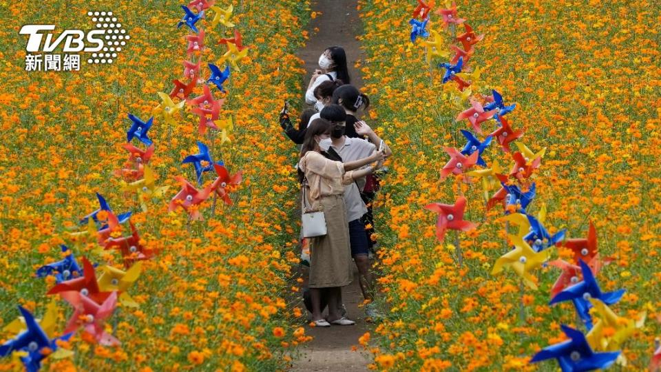 遊客在中秋假期開心出遊賞花。（圖／AP）