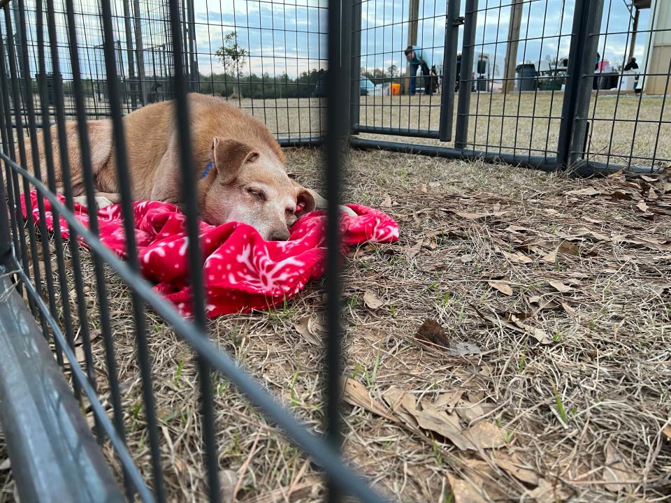 Santa Rosa County Animal Services invites the public to attend an adoption event featuring puppies, adult dogs and cats, and waived adoption fees for St. Pawdi's Day.