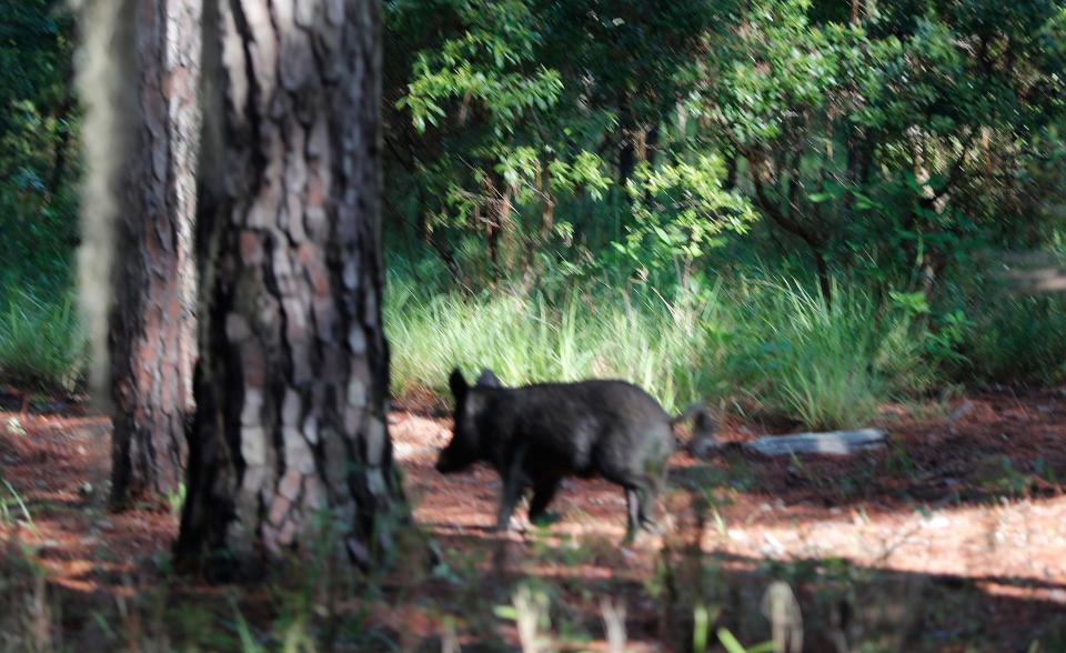 A feral hog runs into the woods at the first sound of a vehicle approaching.