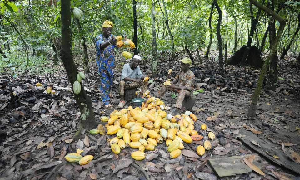 Farmers break cocoa pods inside the conservation zone of the Omo Forest Reserve in Nigeria, Monday, Oct. 23, 2023. Farmers, buyers and others say cocoa heads from deforested areas of the protected reserve to companies that supply some of the world’s biggest chocolate makers. (AP Photo/Sunday Alamba)