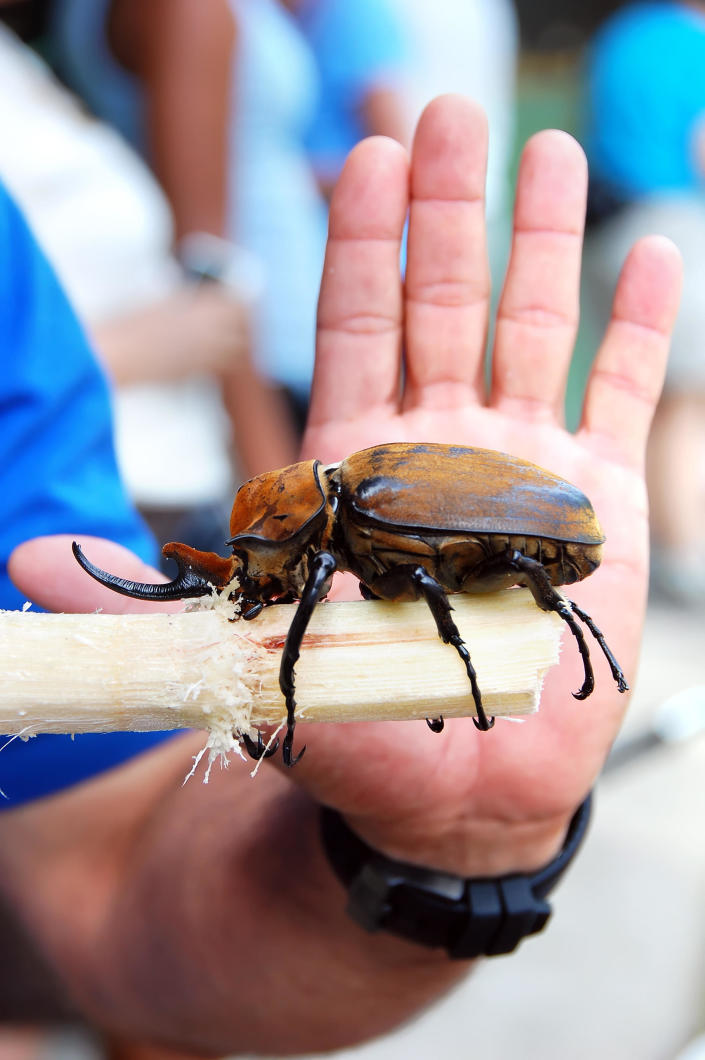 A huge beetle with claws on a handheld piece of wood