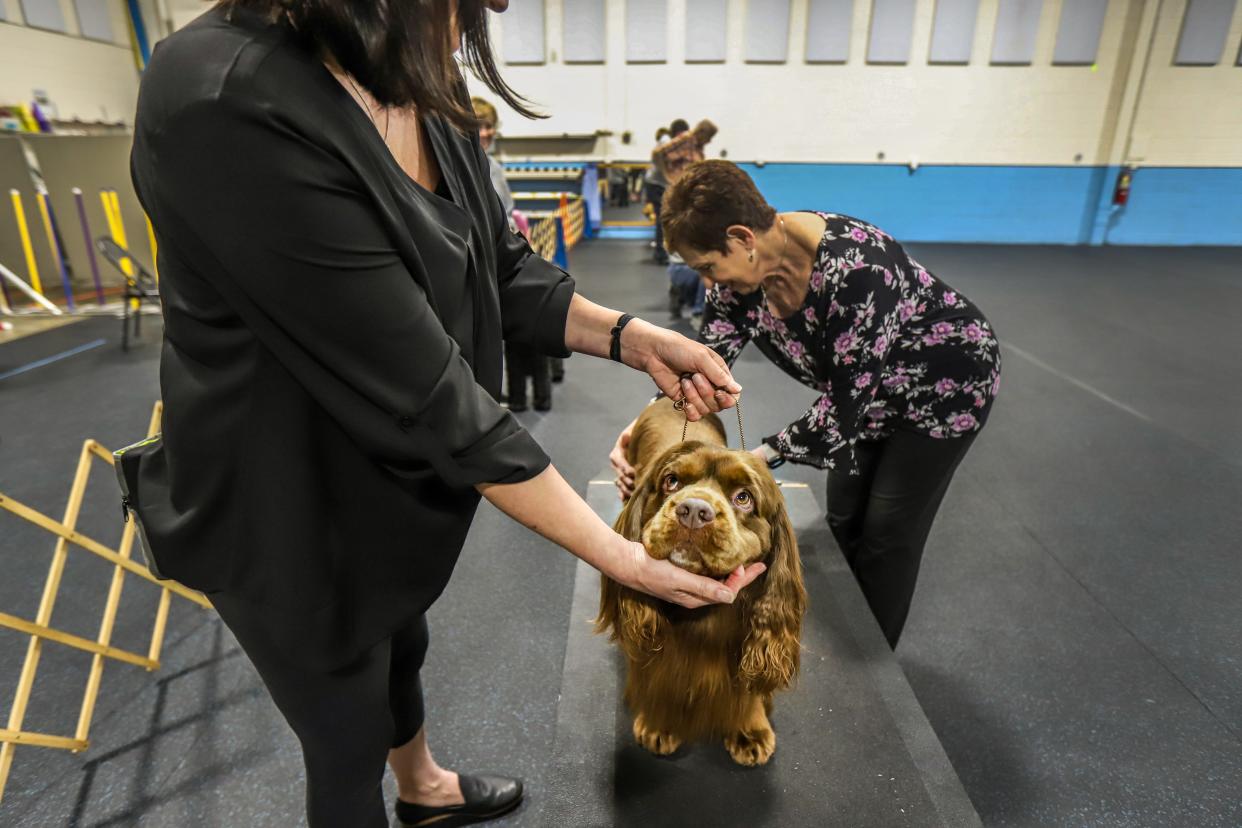 Confirmation Teacher Roz Jenkins, right, looks over Champion Stonecroft Watter O'Clyde, CGC TKN during ring practice with his handler/owner Samantha Gibson at Sportsmen's Dog Training Club of Detroit in Warren on Monday, April 29, 2024. Clyde, a Sussex spaniel, won the lottery to attend the Westminster Kennel Club dog show this year.