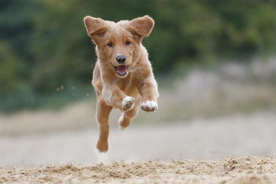 A Nova Scotia Duck Tolling Retriever jumping.