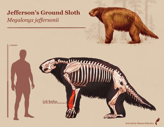 <p>Mason Schratter </p> Diagram showing where the bone was originally located