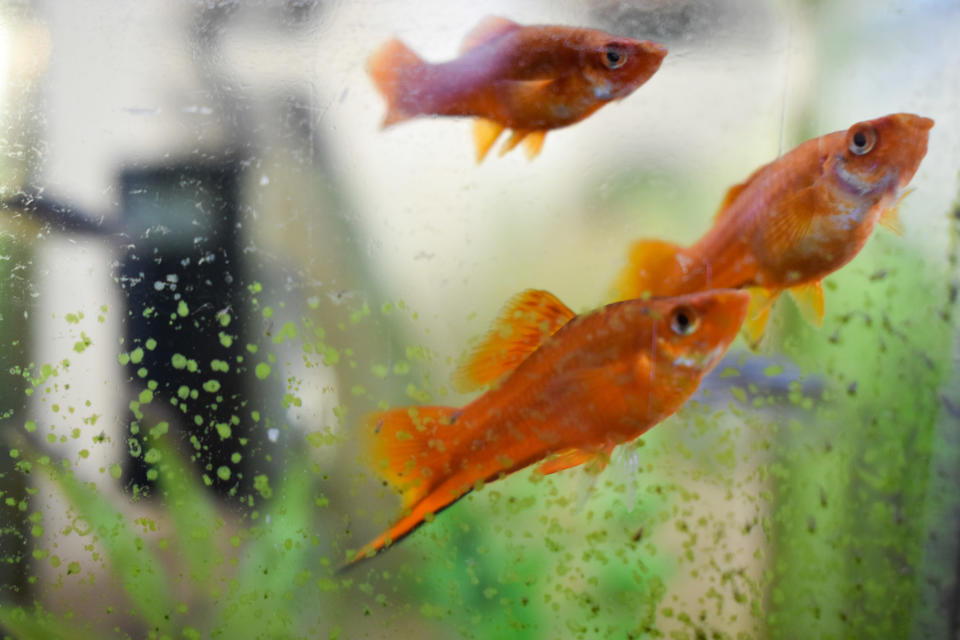 Golden fishes in an aquarium