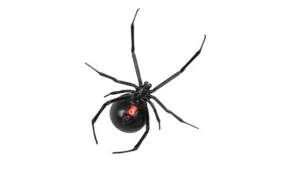 A black widow is seen in this file photo. They are one of three potentially dangerous types of spiders found in Kansas.