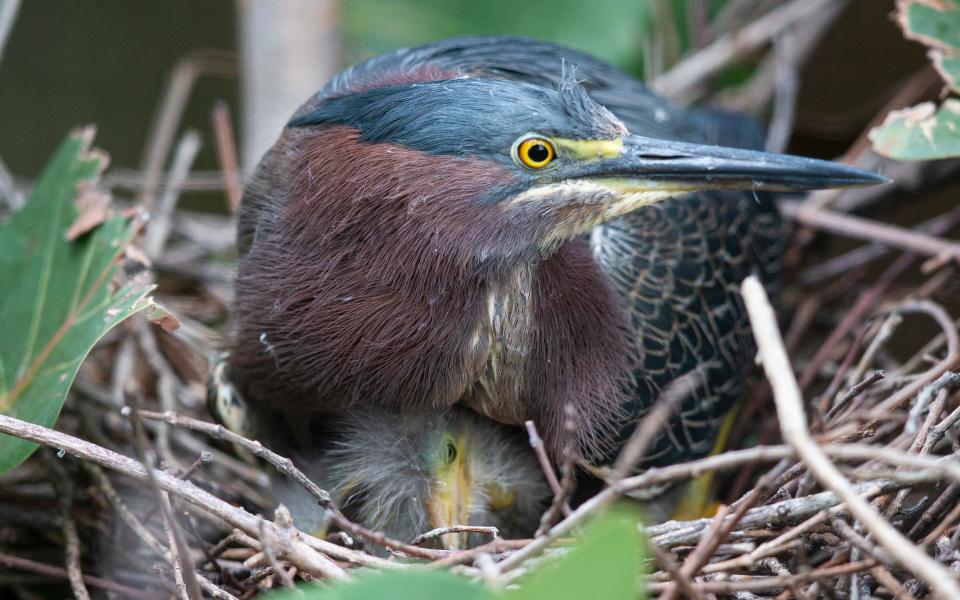 A green heron sits sits on its chicks at J.N. "Ding" Darling National Wildlife Refuge recently. Photographed with a 600 mm lens.