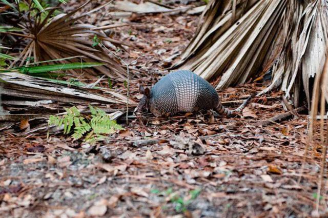 Pesky SC armadillos can leave holes in your lawn overnight. Here's how to  keep them away