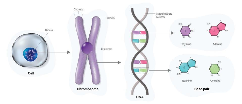 Cell, chromosome, DNA molecule (double helix) and base pairs. <a href="https://www.shutterstock.com/es/image-vector/diagram-cell-structure-chromosome-dnadeoxyribonucleic-acid-2175697245" rel="nofollow noopener" target="_blank" data-ylk="slk:Dee-sign/Shutterstock;elm:context_link;itc:0;sec:content-canvas" class="link ">Dee-sign/Shutterstock</a>