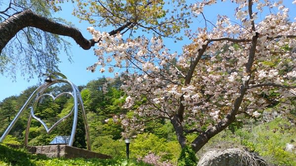 ▲君待坂公園白天賞櫻，夜間也有點燈活動。（圖/秋田白神觀光）