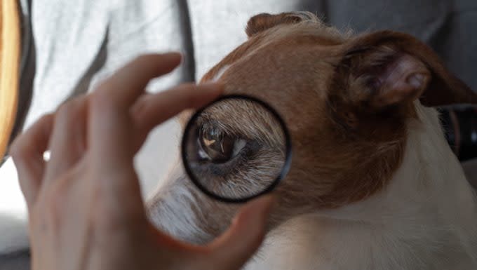 Progressive Retinal Atrophy in Dogs: Symptoms, Causes, & Treatments