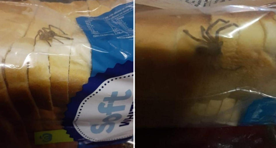 Live spider crawls inside package of bread.