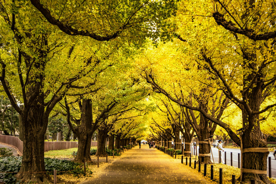 Yellow Gingko Trees Tunnel in Autumn at Meiji Jingu Gaien Gingko Avenue, Tokyo, Japan. (Photo: Getty)