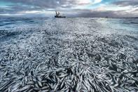 <p>Dans le sillage d'un bateau de pêche, une traînée de harengs morts et mourants recouvre la surface de l'océan au large de la Norvège. Ce bateau avait capturé trop de poissons et, lorsque le filet de senne - un filet coulissant - a été refermé et treuillé pour être remonté, il s'est déchiré, libérant des tonnes d'animaux écrasés et asphyxiés. Audun était à bord d'un navire des garde-côtes norvégiens, sur un projet de suivi des orques par satellite. Les cétacés suivent la migration des harengs et se retrouvent fréquemment à proximité des bateaux de pêche, où ils se nourrissent des poissons qui s'échappent des filets. Pour les garde-côtes norvégiens - chargés de la surveillance de la flotte de pêche - ce spectacle de carnage et de gaspillage constituait une véritable scène de crime. Les photographies d'Audun sont donc devenues les preuves matérielles lors d'un procès qui s'est soldé par une condamnation et une amende pour le propriétaire du bateau. La surpêche est l'une des plus grandes menaces qui pèsent sur les écosystèmes océaniques. Selon l'Organisation des Nations unies pour l'alimentation et l'agriculture (FAO), plus de 60 % des stocks de poissons sont aujourd'hui " complètement épuisés " ou effondrés, et près de 30 % sont à leur limite (" surpêche "). Le hareng norvégien - appartient au complexe de populations de harengs de l'Atlantique - était au XIXe siècle la population de poissons la plus pêchée commercialement dans l'Atlantique Nord, mais à la fin des années 1960, il avait été pêché presque jusqu'à l'extinction. Cette situation est considérée comme un exemple classique de la façon dont une combinaison de mauvaise gestion, de manque de connaissances et de cupidité peut avoir un effet dévastateur et parfois permanent, non seulement sur l'espèce elle-même, mais aussi sur l'ensemble de l'écosystème. Le hareng de l'Atlantique a frôlé l'extinction, et il a fallu attendre 20 ans et une quasi-interdiction de la pêche pour que les populations se reconstituent, bien qu'il soit toujours considéré comme vulnérable à la surpêche. Le rétablissement des stocks de harengs a été suivie d'une augmentation du nombre de leurs prédateurs, tels que les orques, mais cela nécessite une surveillance continue du nombre de harengs et des prises de pêche, comme le montre la photo d'Audun.</p>