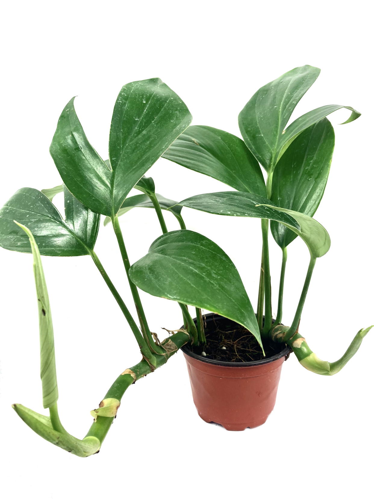 <p><a href="https://go.redirectingat.com?id=74968X1596630&url=https%3A%2F%2Fwww.walmart.com%2Fip%2FDragon-Tail-Plant-Live-Plant-in-a-4-inch-Pot-Rhaphidophora-Decursiva-Extremely-Rare-Florist-Quality-Plants-from-Florida%2F562744224&sref=https%3A%2F%2Fwww.cosmopolitan.com%2Flifestyle%2Fg43685767%2Fbest-indoor-trees-and-plants%2F" rel="nofollow noopener" target="_blank" data-ylk="slk:Shop Now;elm:context_link;itc:0;sec:content-canvas" class="link rapid-noclick-resp">Shop Now</a></p><p>Dragon Tail Plant </p><p>$41.96</p><p>walmart.com</p>