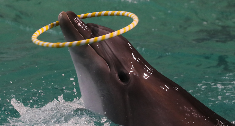 A dolphin with a hoop around its nose.