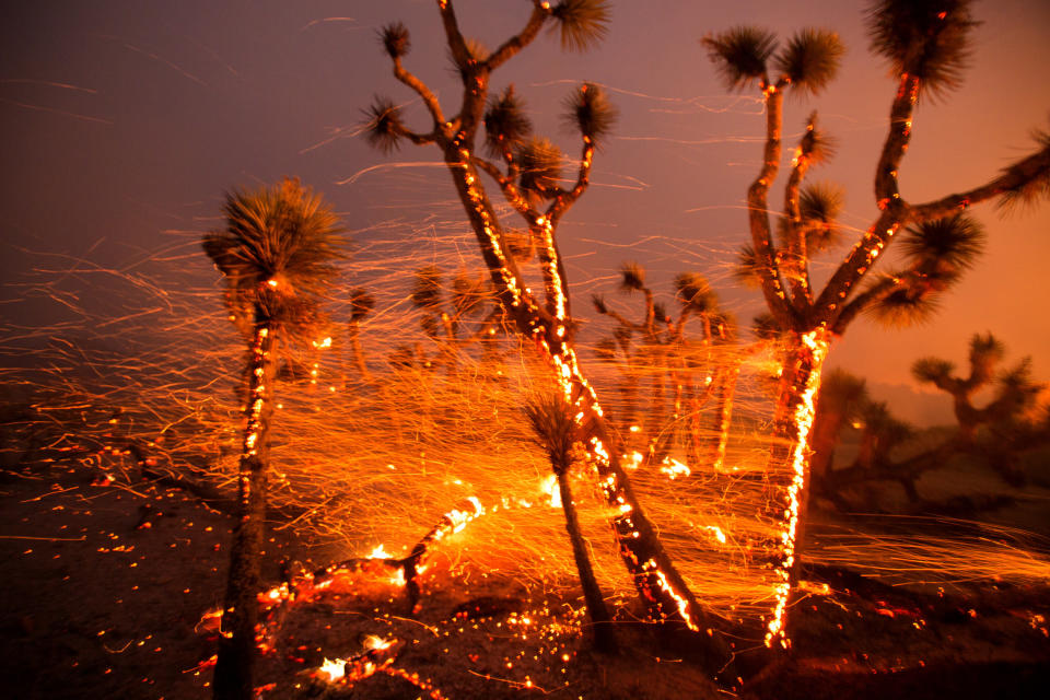 The wind whips embers from the Joshua trees burning in the Bobcat Fire in Juniper Hills, Calif., Friday, Sept. 18, 2020. (AP Photo/Ringo H.W. Chiu)