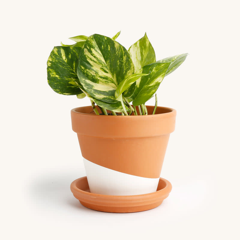 <p><a href="https://go.redirectingat.com?id=74968X1596630&url=https%3A%2F%2Fheyhorti.com%2Fcollections%2Flow-light-plants%2Fproducts%2Fpothos-variegated-1&sref=https%3A%2F%2Fwww.goodhousekeeping.com%2Fholidays%2Fgift-ideas%2Fg4670%2Fbest-friend-gifts%2F" rel="nofollow noopener" target="_blank" data-ylk="slk:Shop Now;elm:context_link;itc:0;sec:content-canvas" class="link rapid-noclick-resp">Shop Now</a></p><p>Pothos Plant</p><p>heyhorti.com</p><p>$18.00</p>