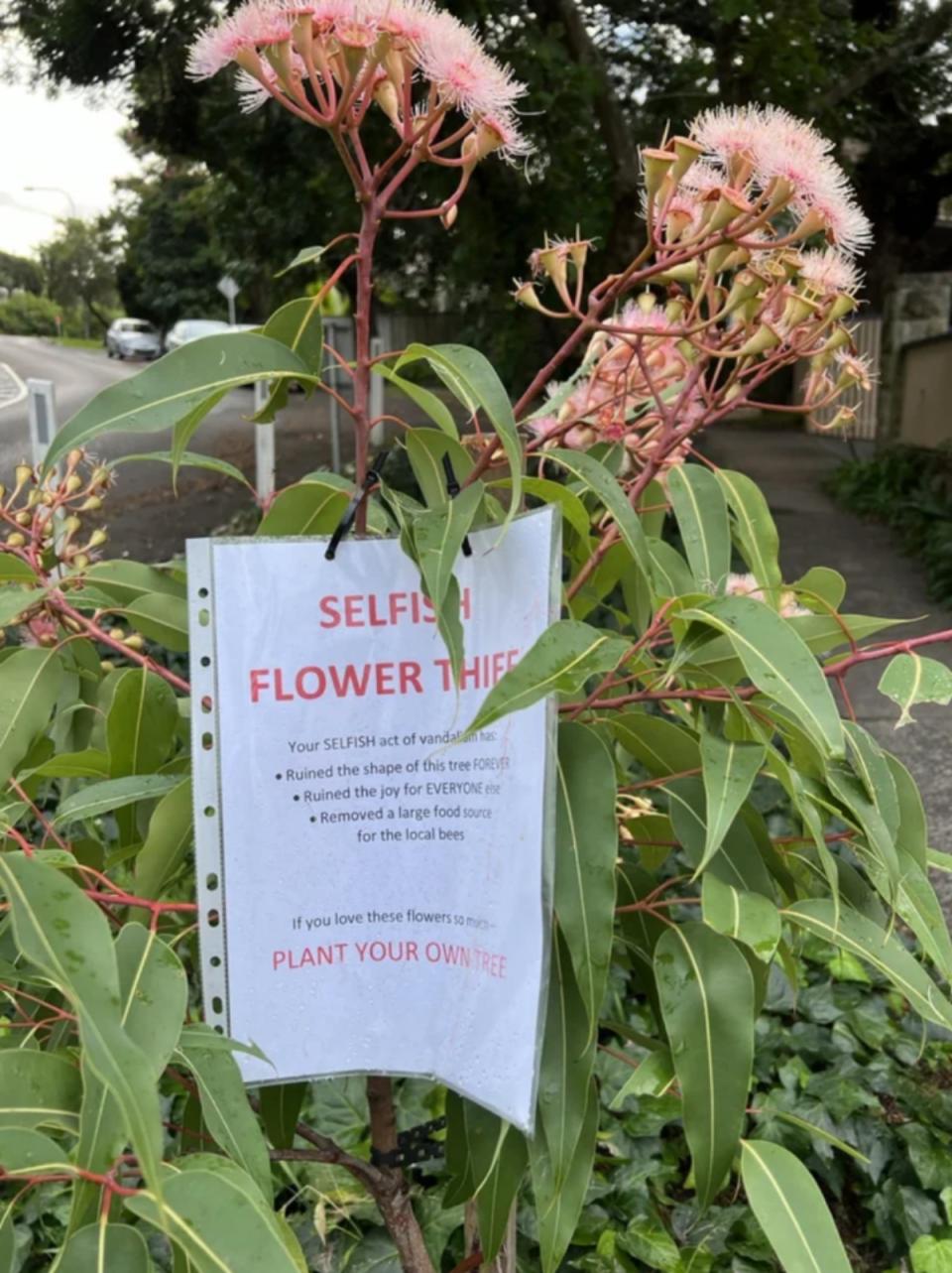 Gum tree with note attached