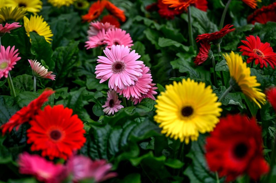 Now's the time to plant gerbera daisies in a sunny area of your yard.