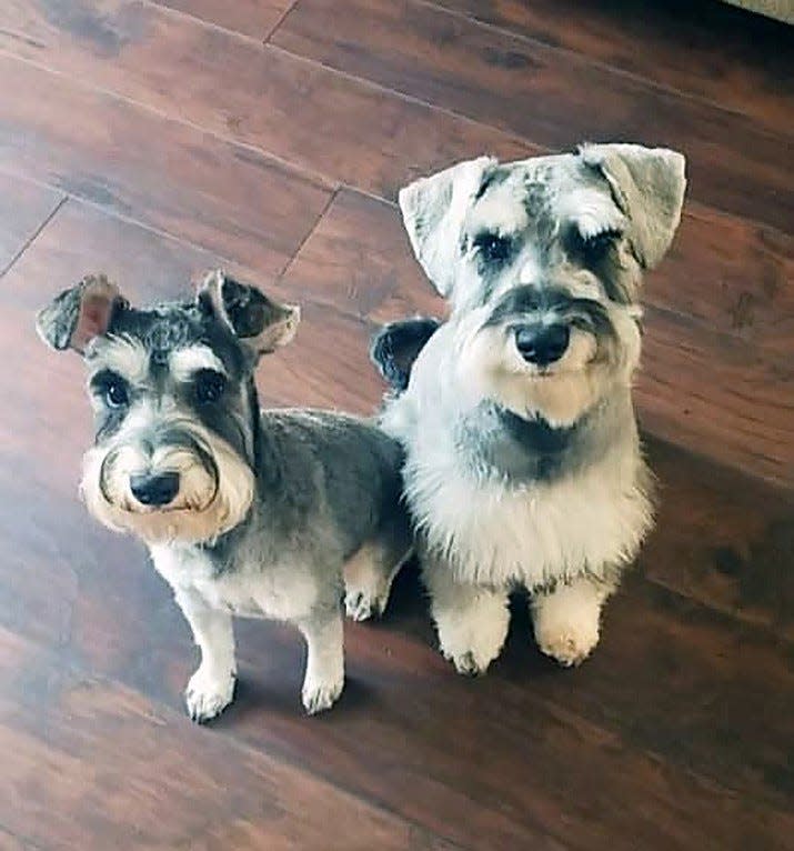 A family's two missing mini-Schnauzers, Olivia and Popeye, were found shot dead in Cottonwood.