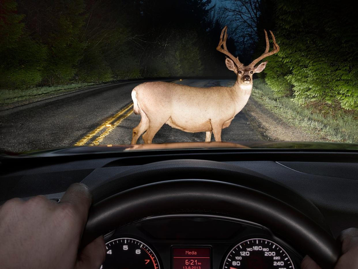 Car driving towards deer
