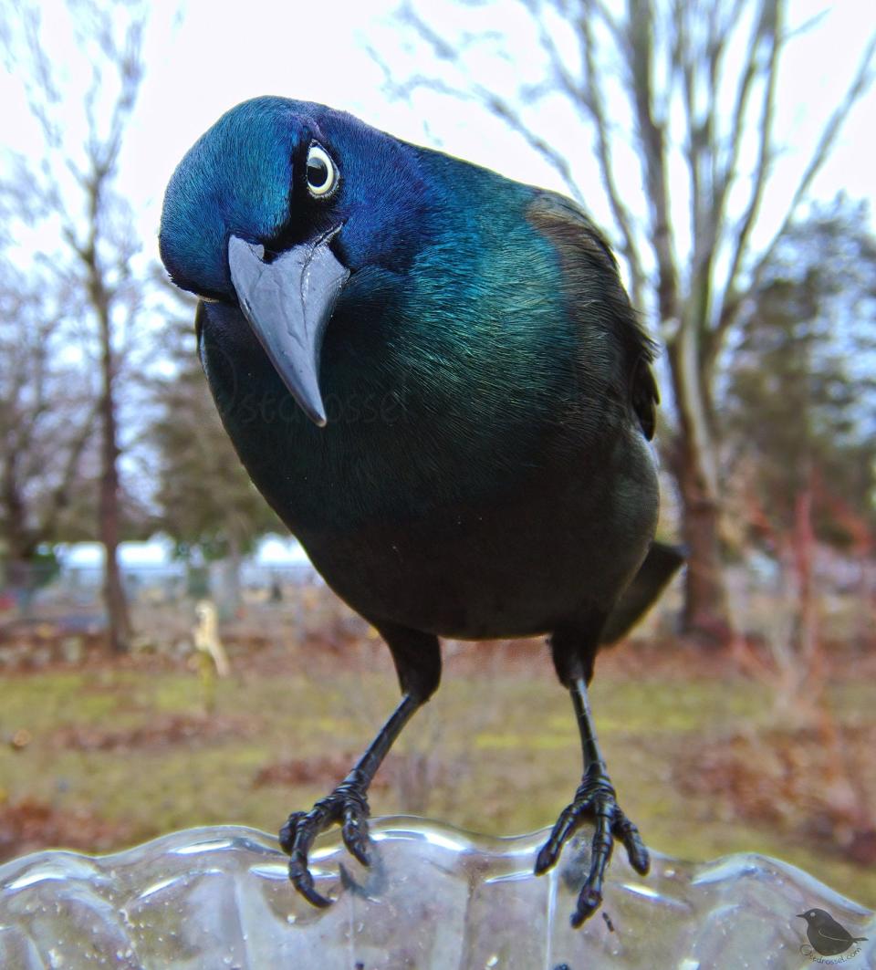 The common grackle.