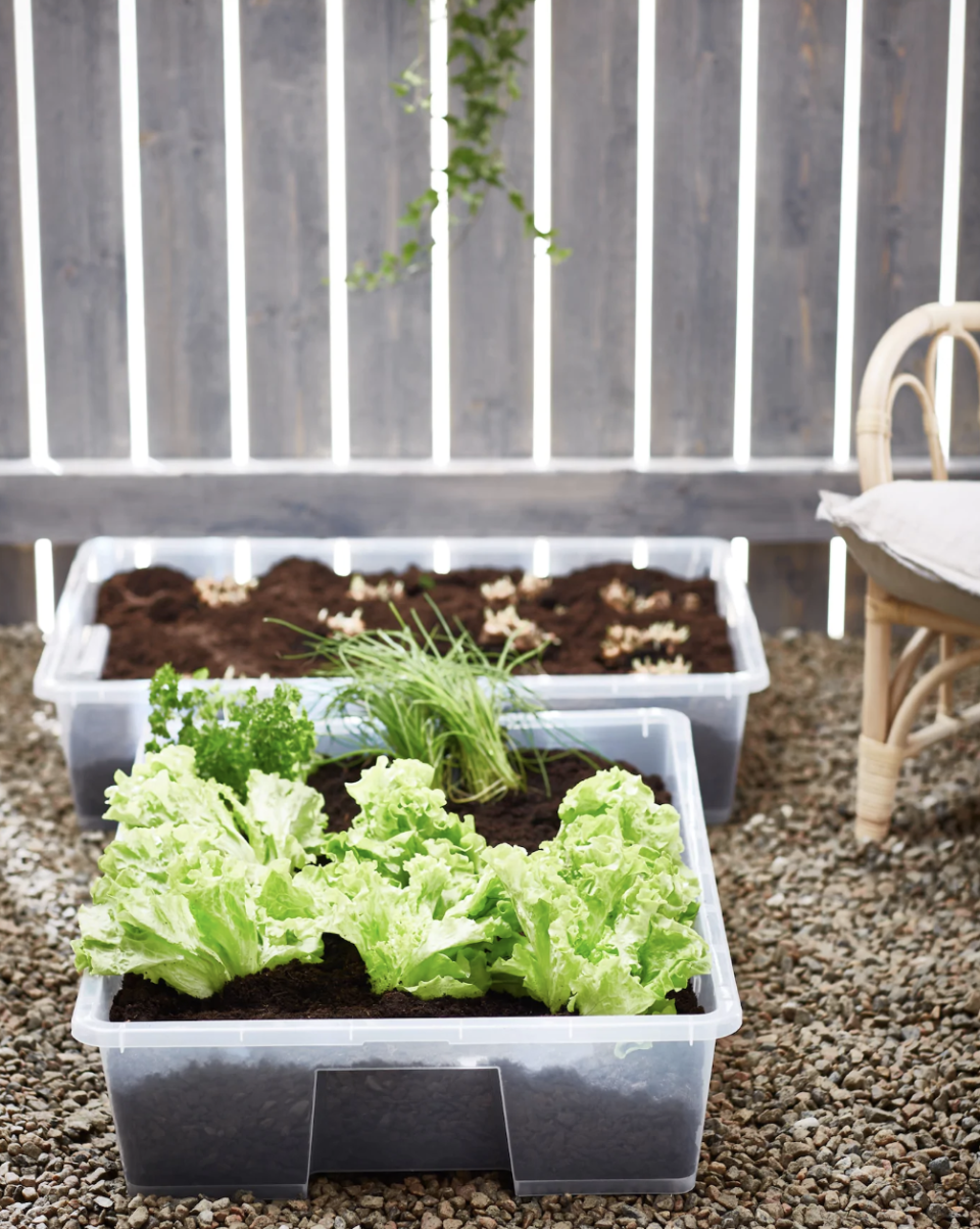 <p> Growing veg isn&apos;t limited to greenhouses, allotments and extensive gardens &#x2013; almost everyone can have a go at creating a kitchen garden. Whether you have space on your window sill to grow a few herbs, or a spot on your balcony for a tomato plant or two, there are always options for growing (a bit) of your own. </p> <p> And you don&apos;t have to invest in expensive planters either. Here the Samla Box from IKEA, has been used, and it starts at $1.49 &#xA0;But, you could just as easily upcycle something you already have at home. </p>