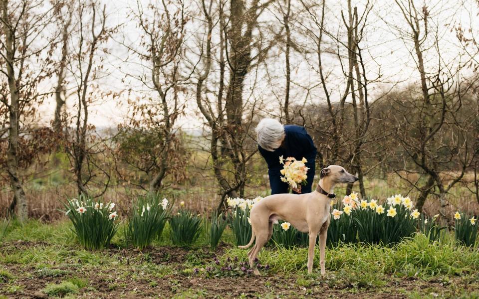 Rachel picking from her field rows of narcissus sheltered by the cutting hedge CR Eva Nemeth - Eva Nemeth